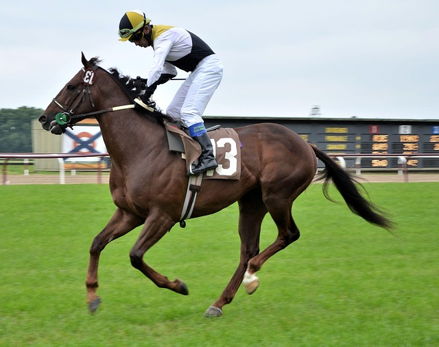 Cheltenham Gold Cup賠率分析：市場比較與投注策略