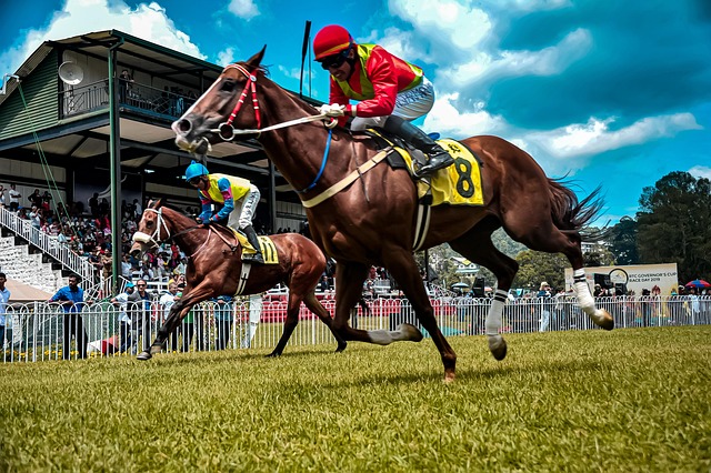 York Races投注<br>深度分析
